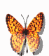 Mariposa viva